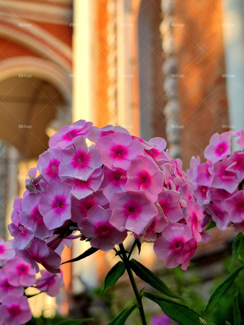 Pink flowers on the background of an ancient church