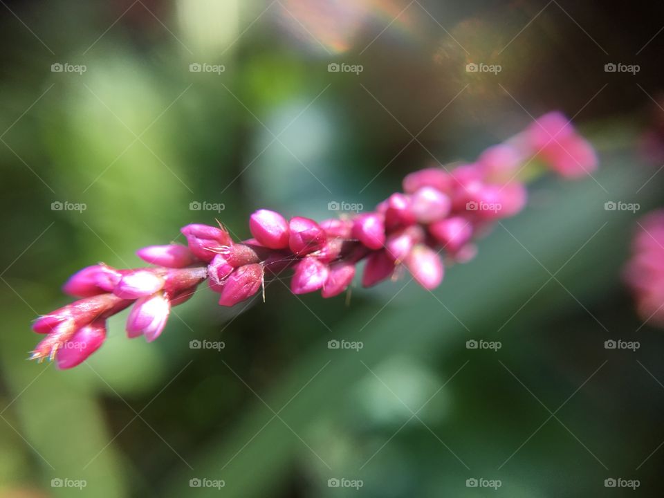 Tiny pink flowers 
