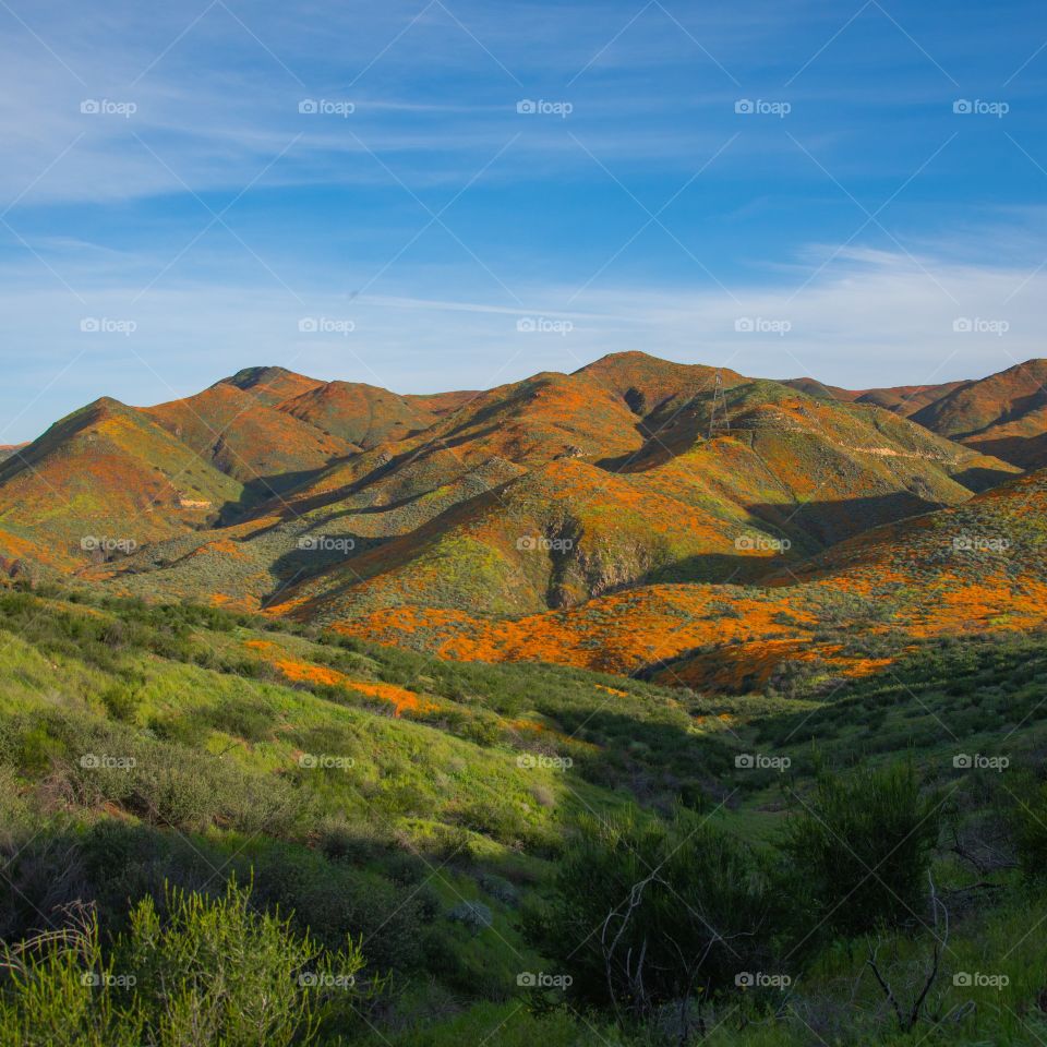 California poppies covering the hills during super bloom of 2019 near Walker Canyon