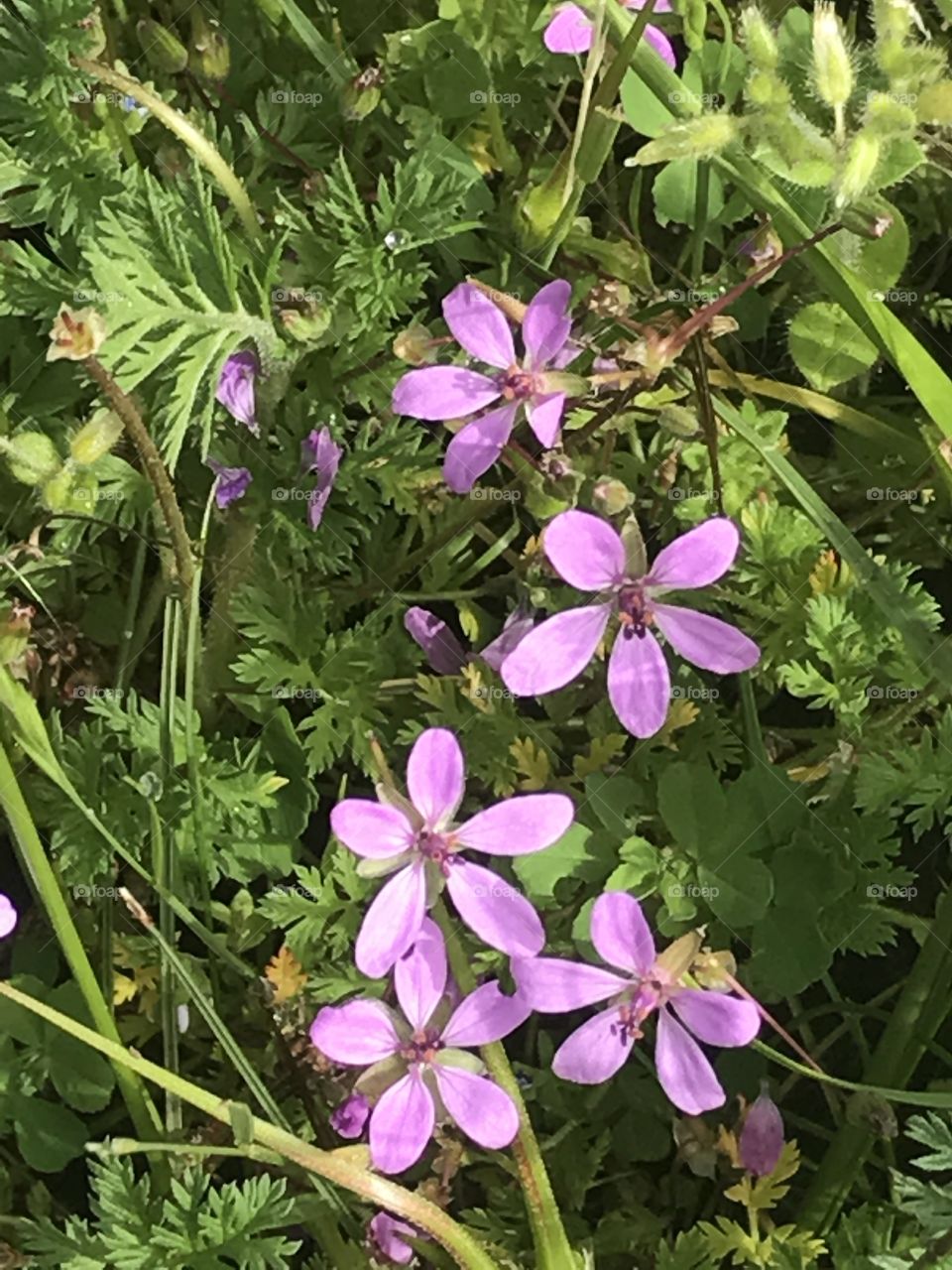 Summer is almost here! Love the flowers starting to come out!