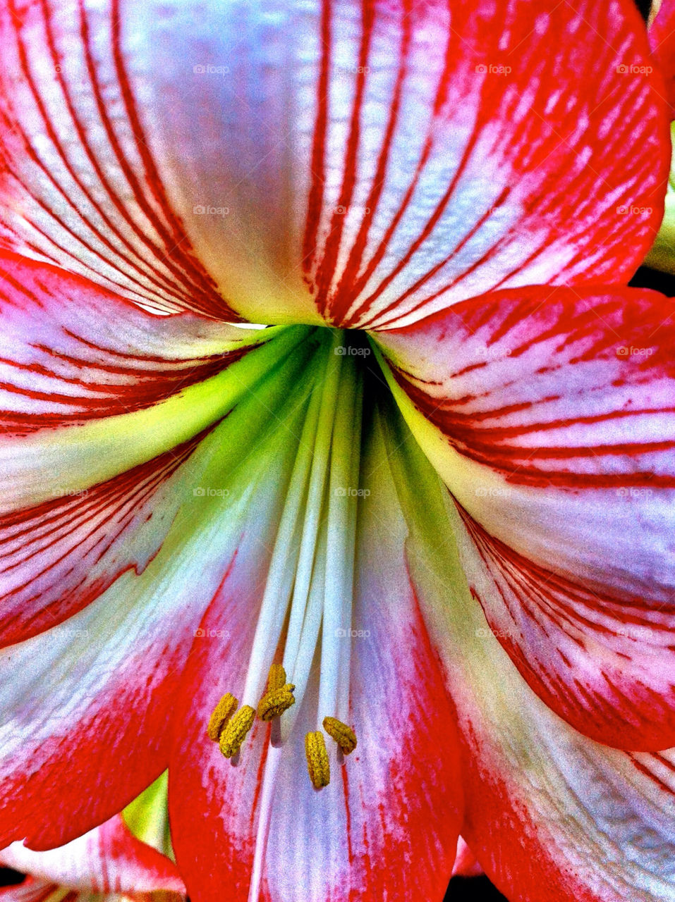 flower red white pattern by king