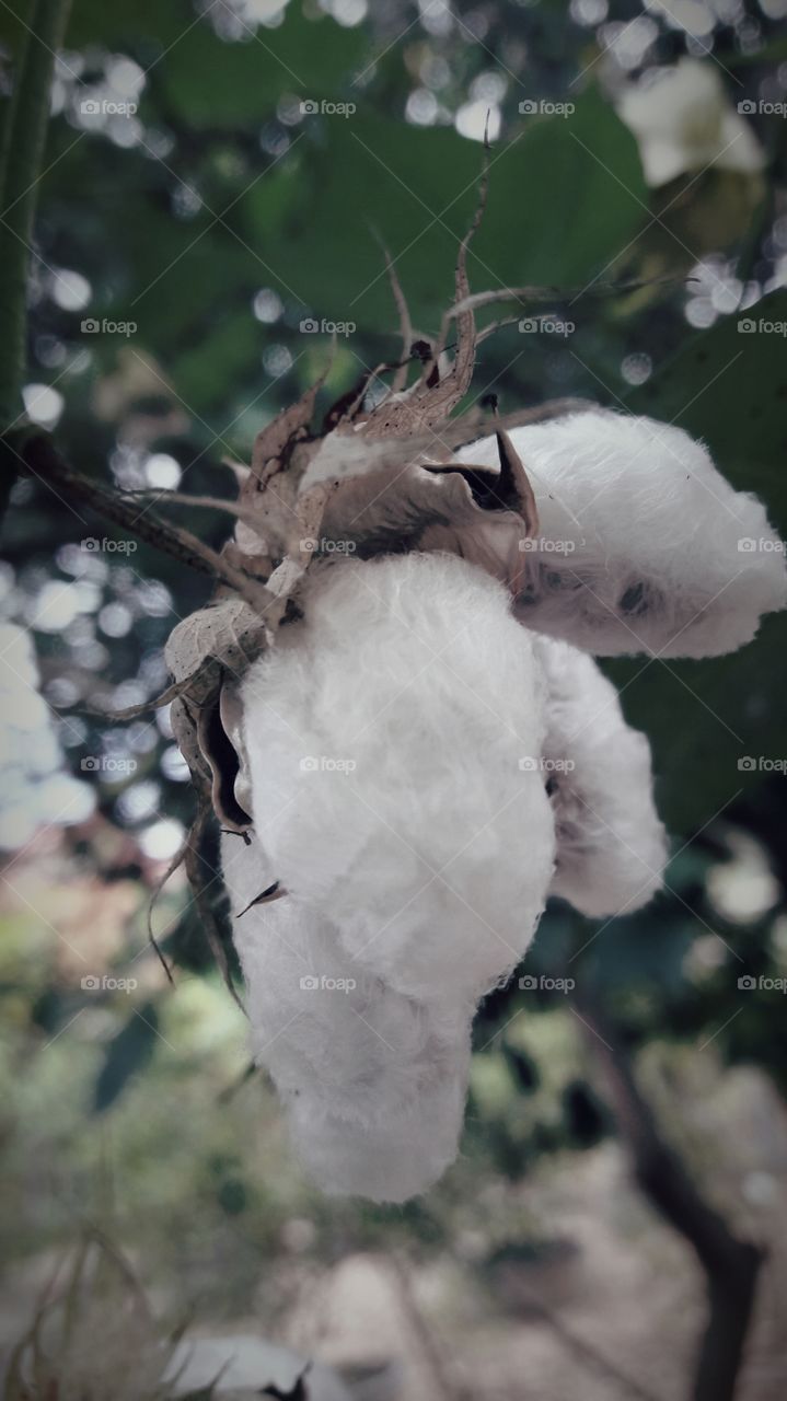 a beautiful cotton