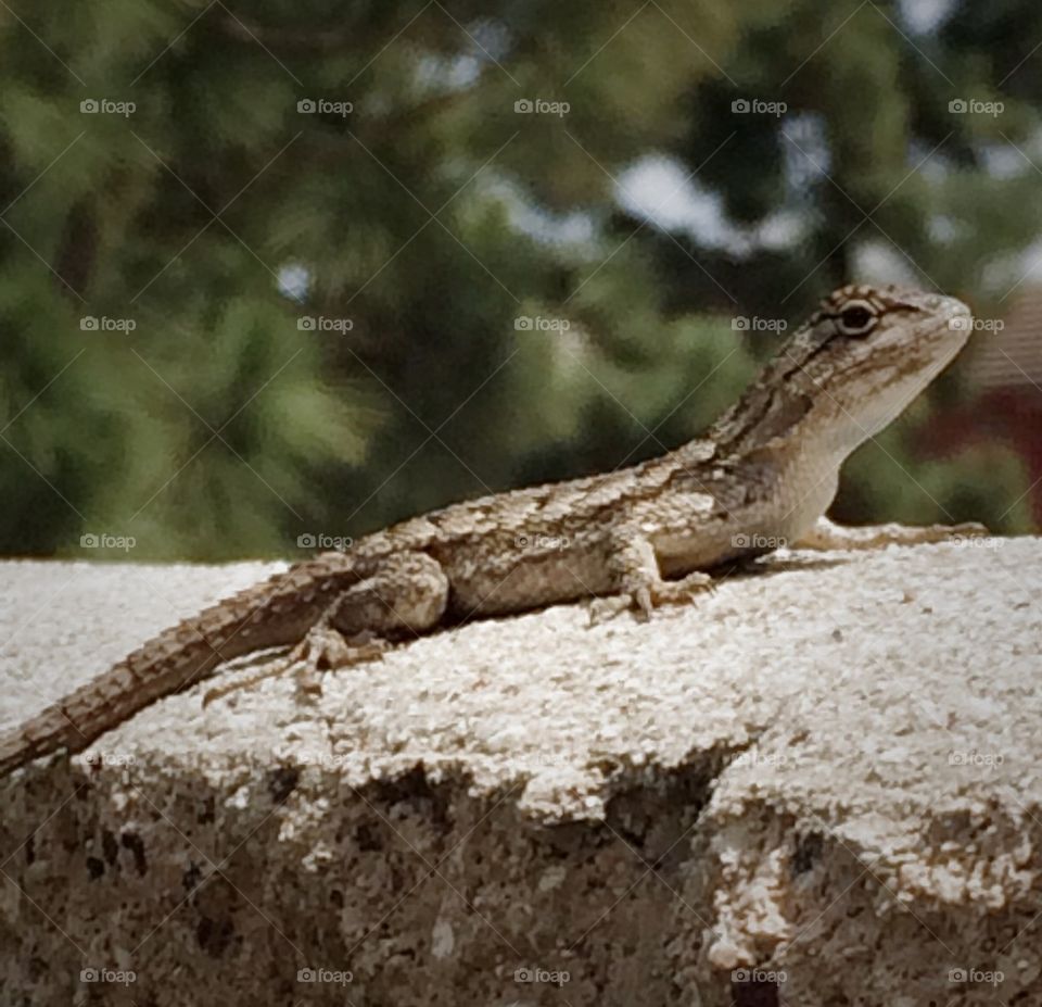 Sunbathing lizard