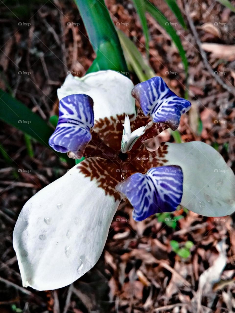O sorriso da orquídea da terra.