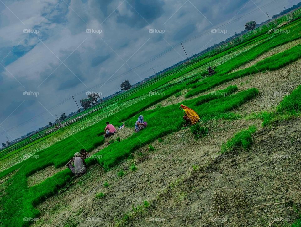 a picture of agricultural field