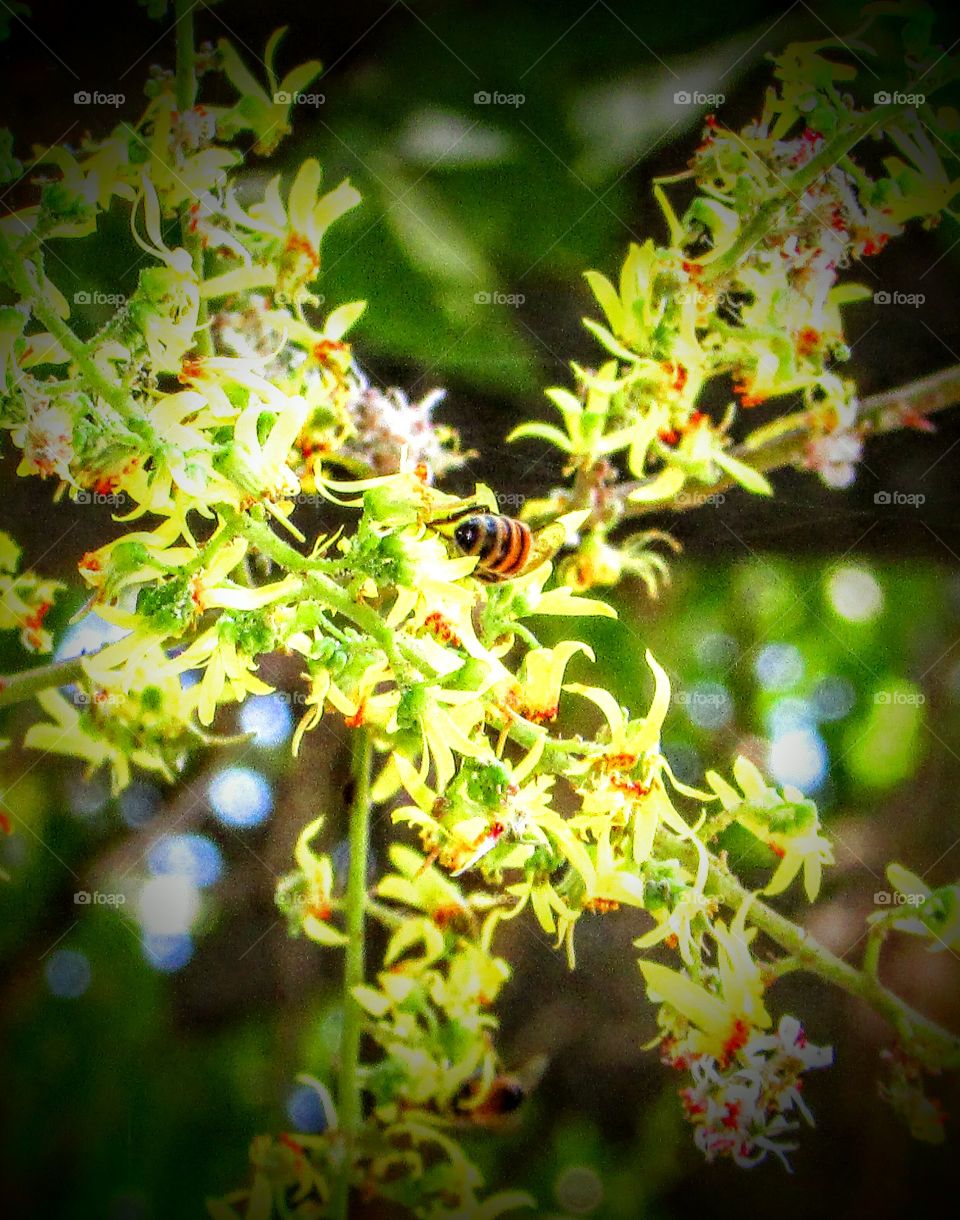 bee getting pollen from a tree flower