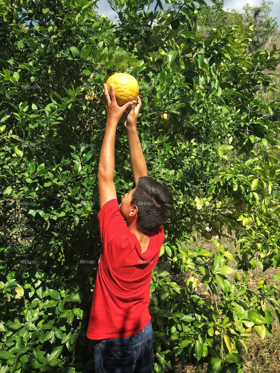 Reaching to grab a lemon from the tree.