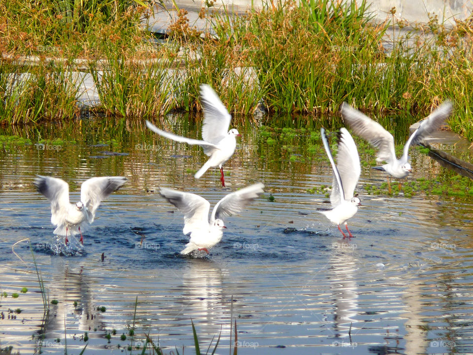 Seagulls flying on a pond