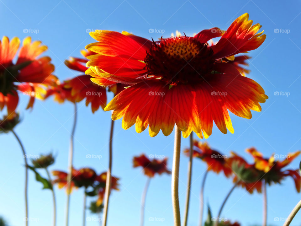 June flowers