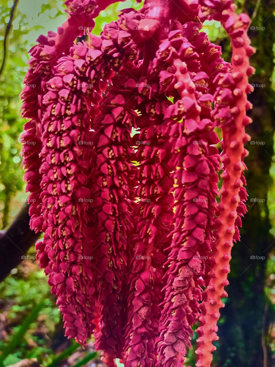 This is the young fruit of the pinanga tree that
grows wild in the forest. The young fruit of
Pinanga spp is bright red, looks beautifull