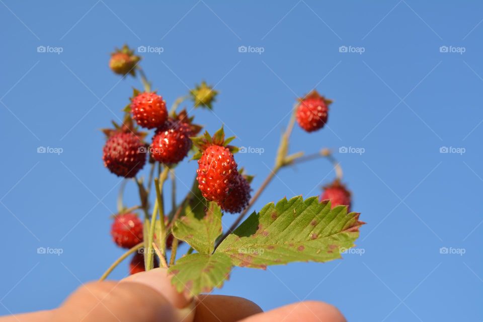 wild strawberries in the hand tasty healthy summer food in sunlight blue sky background