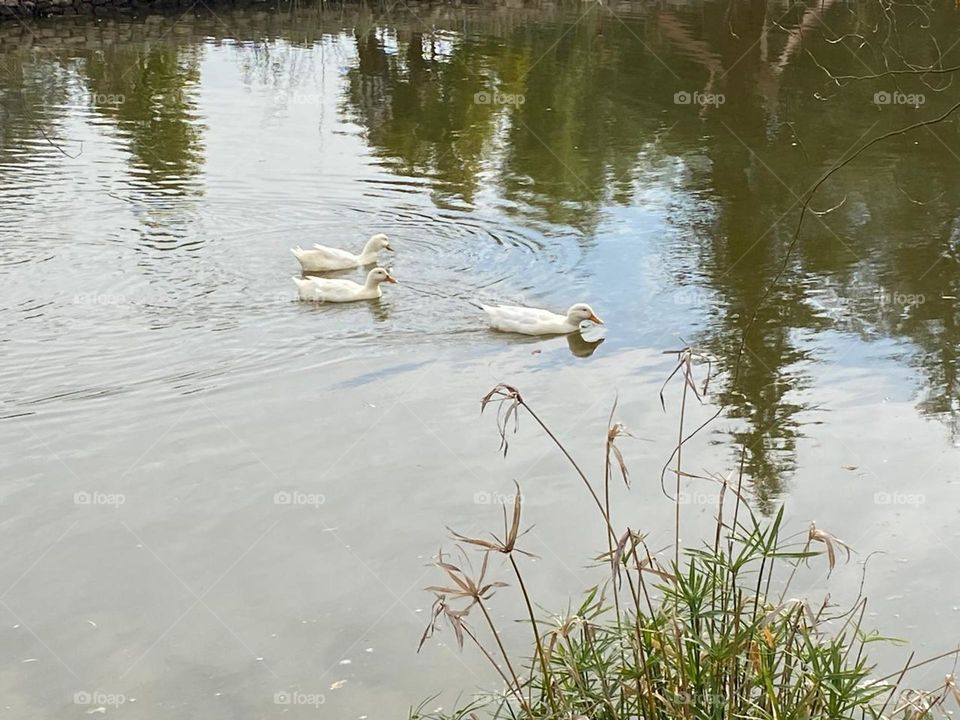 hola que tal mi nombre es yasmin con mis fotos,describo básicamente mi vida,mis gusto y muestro lo que más me agrada ver observar y mirar la naturaleza y mis pies.