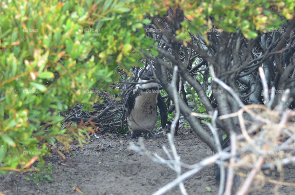 African penguins in South Africa