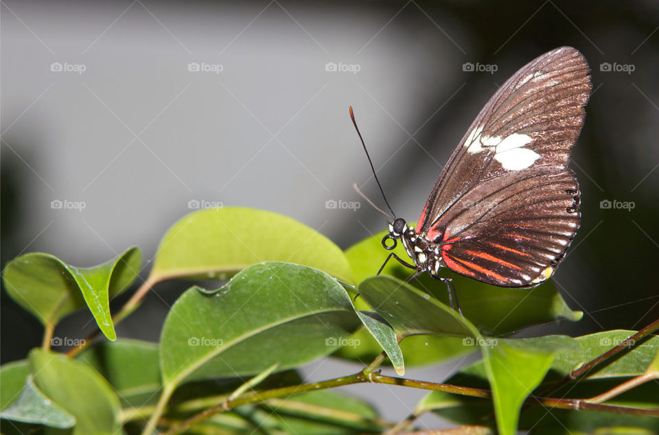 Butterfly on green leaf