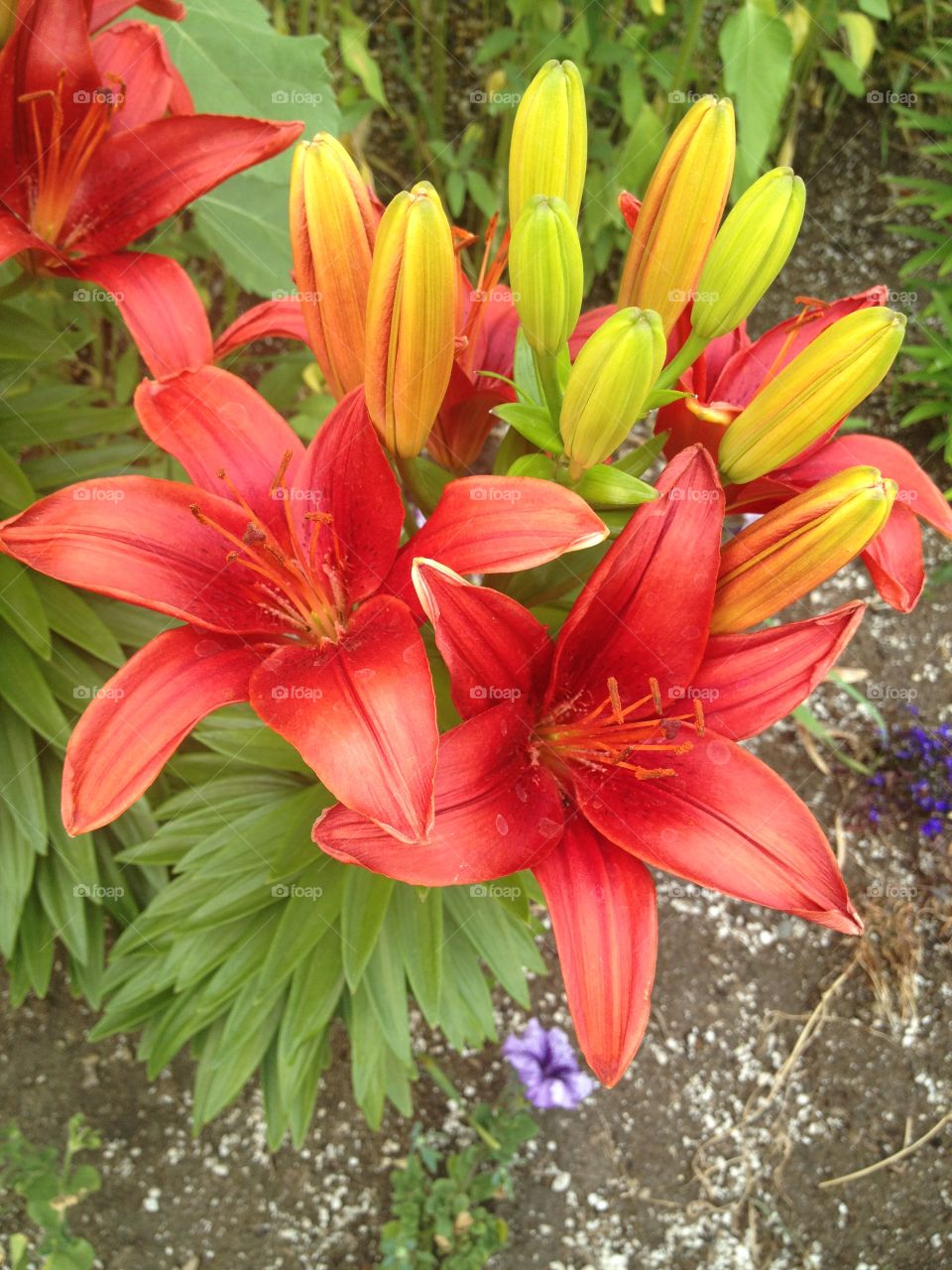 Red tiger lily bunch