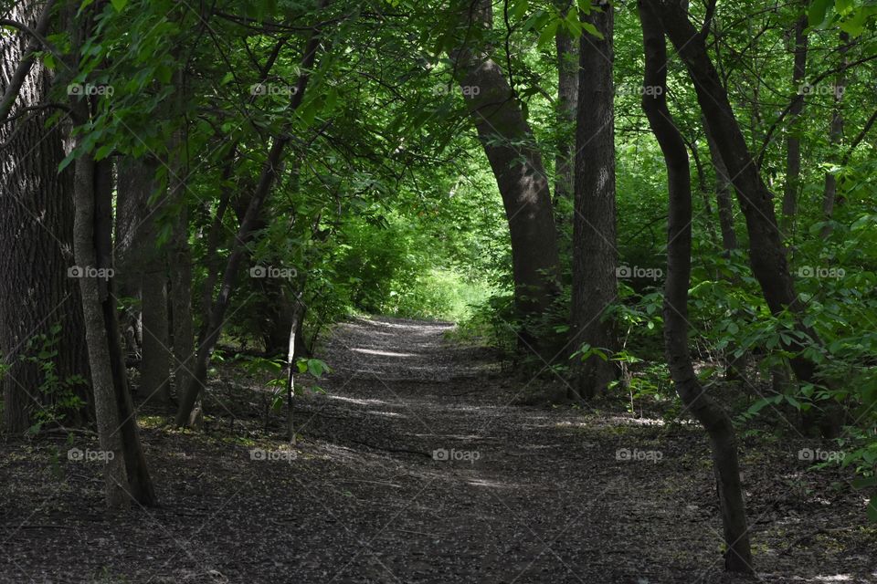 Hiking trail in woods in Columbus OH