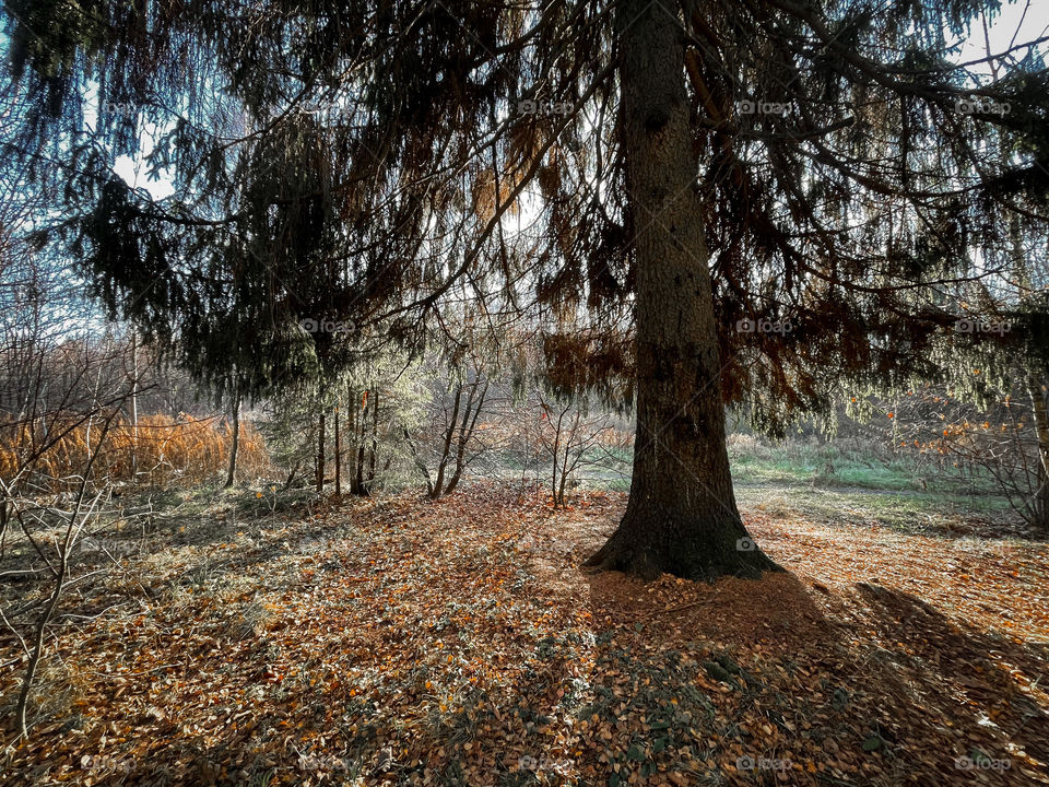 Autumn foggy forest 