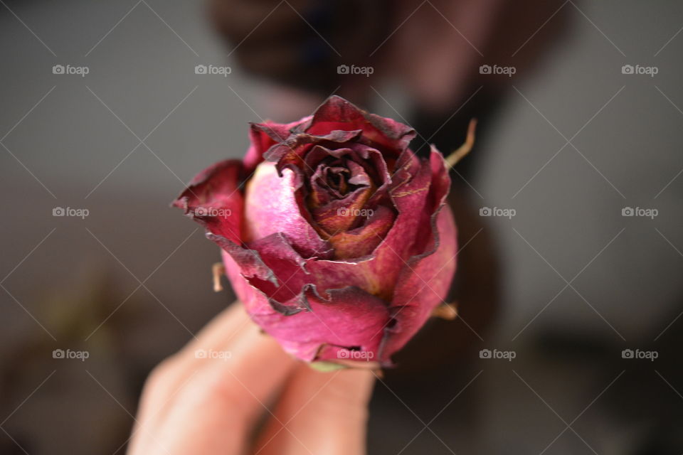 Flower, Rose, Nature, Love, Wedding