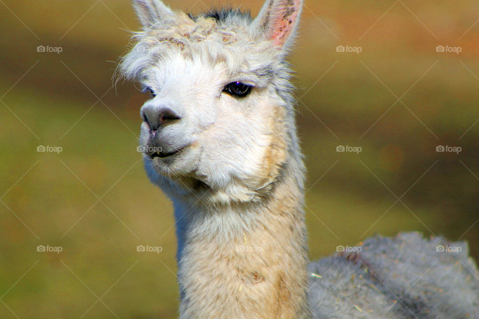 Closeup of the head and neck of a fluffy, friendly, & curious Alpaca at a farm near the beach. Beautiful eyes and I wish I had her eyelashes! Adorable!