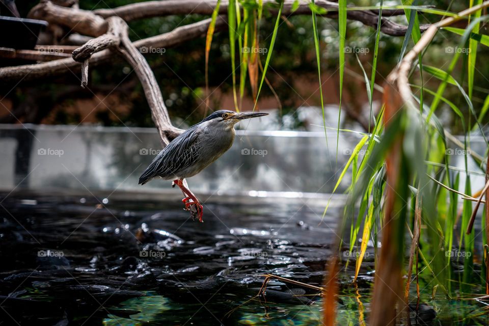 Small little bird sitting on a branch. Birdwatching