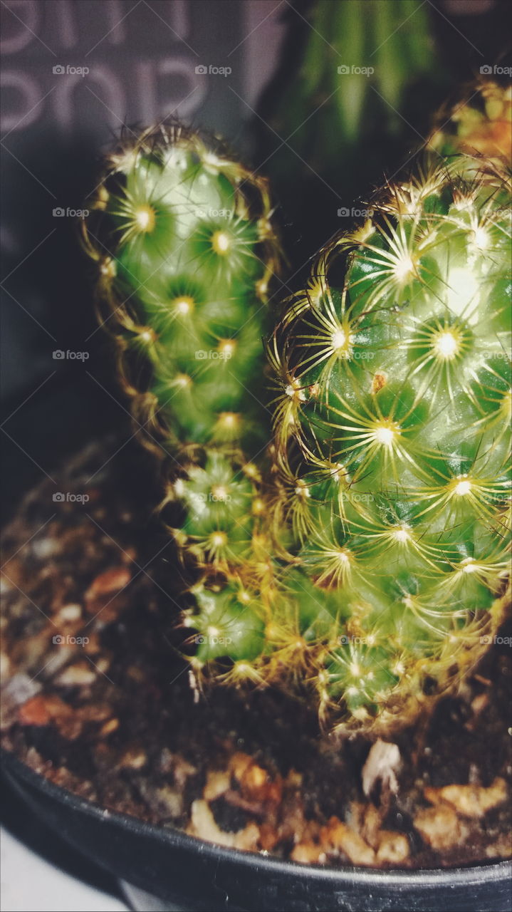 The nature is beautiful, mainly cacti. 
Very exotic and with good image quality