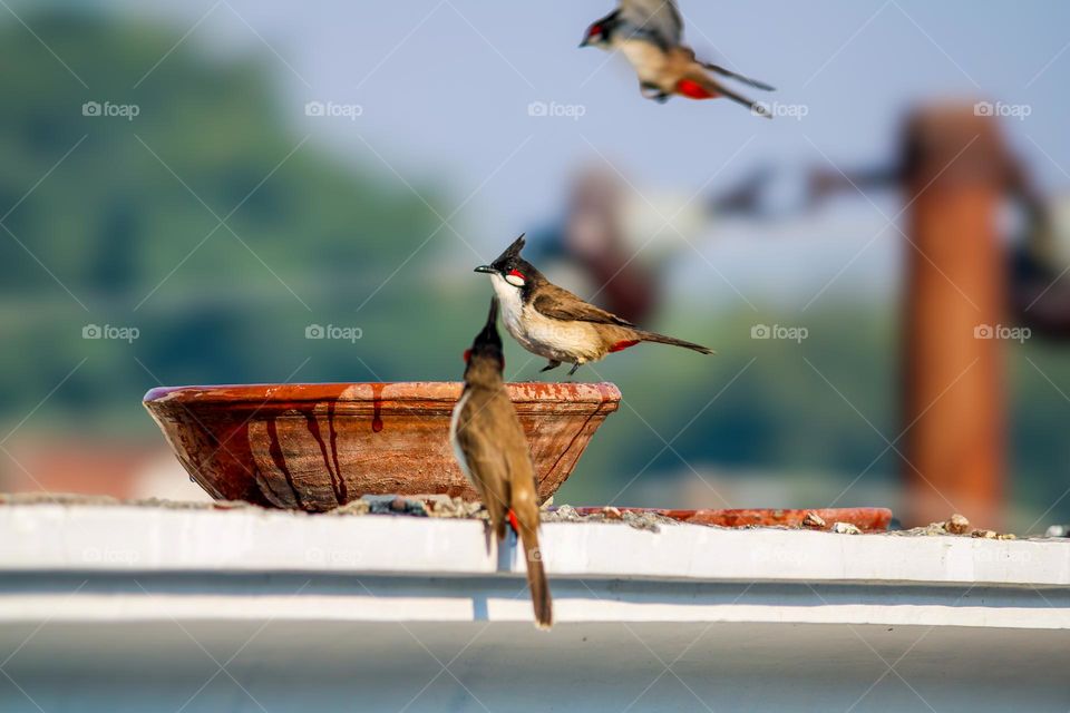 Bulbul birds drinking water