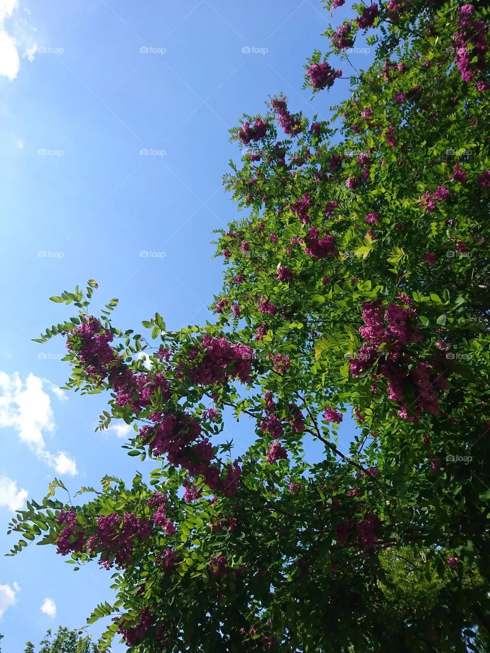 Fragancia suave- flor rosa