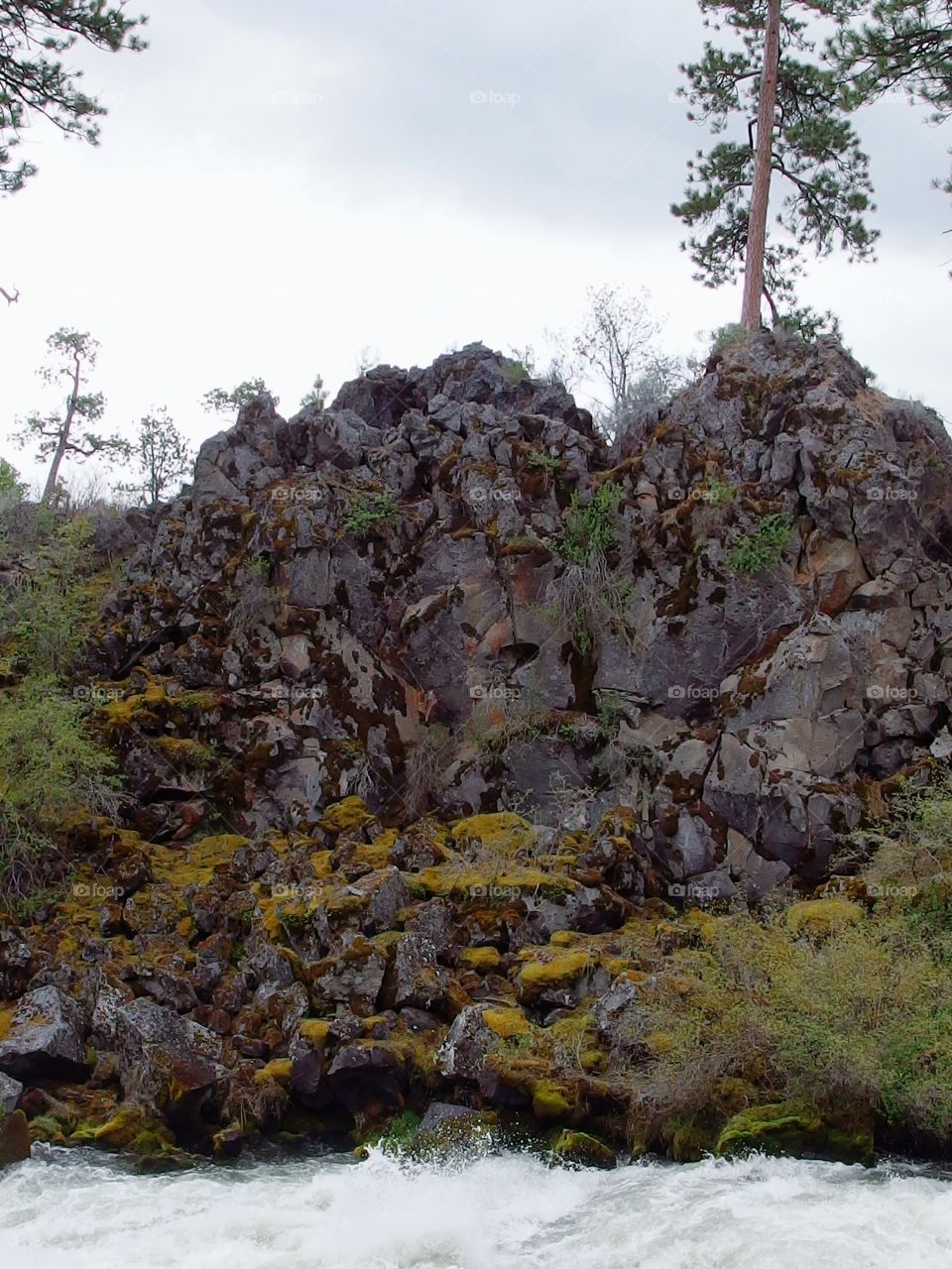 The roaring waters of the Deschutes River at Dillon Falls in the forest with spring runoff rushing through its rock canyon covered in hardened lava rock, moss, bushes, and ponderosa pine trees. 