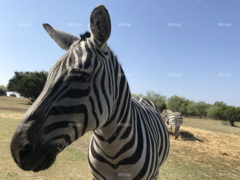 Zebra