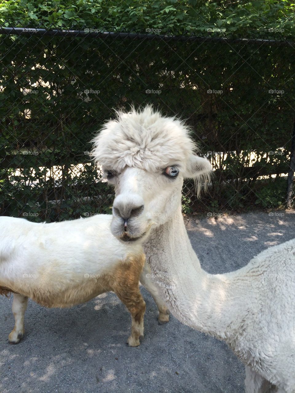 Hello Llama