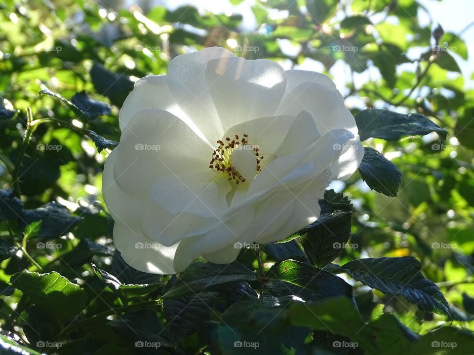 Rose climbing iceberg