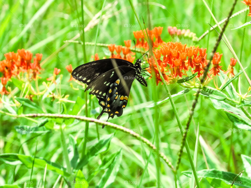 black swallowtail butterfly on orange burning bush