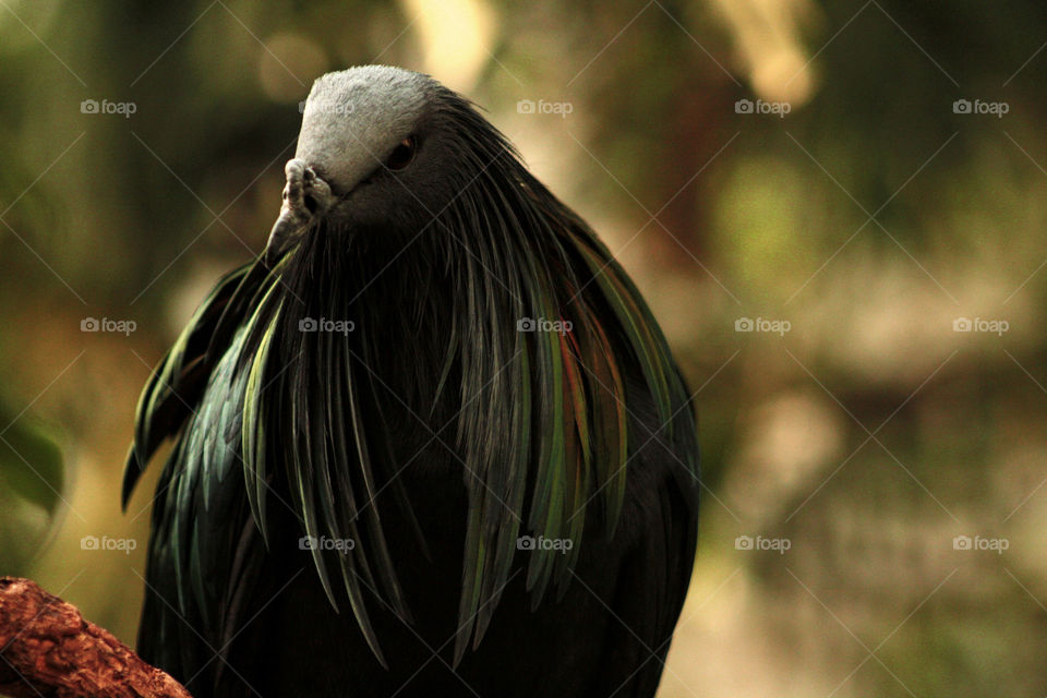 A nicobar pigeon posing for a picture with its hair like feathery frill.