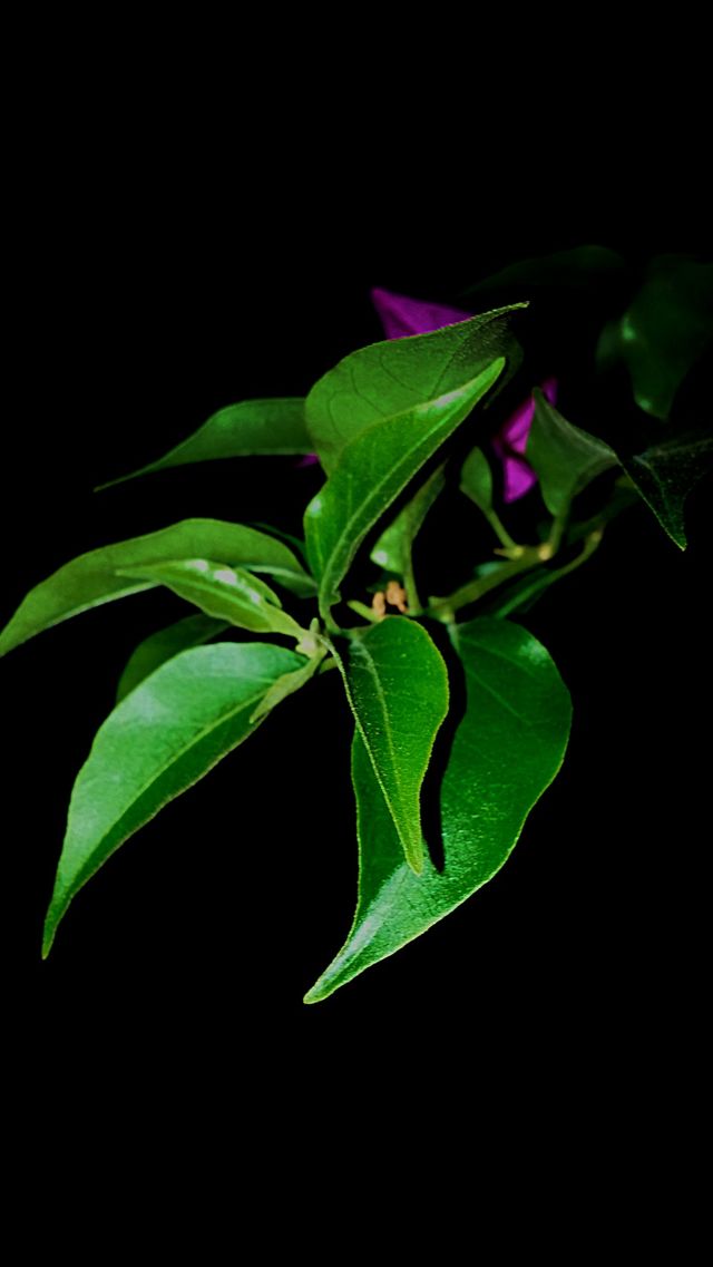 leaf in the dark