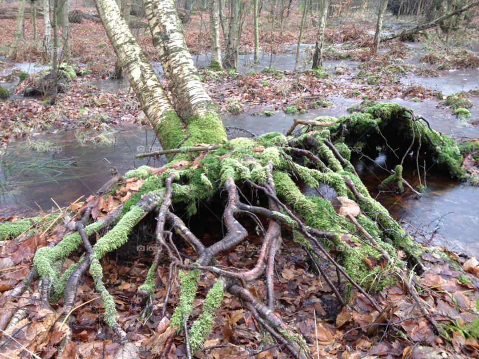 winter green wood tree by hookolsson