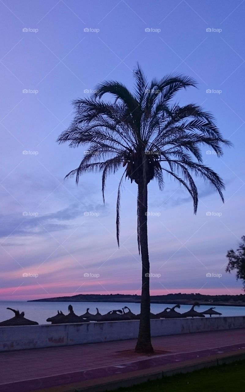 Palm tree in sunrise