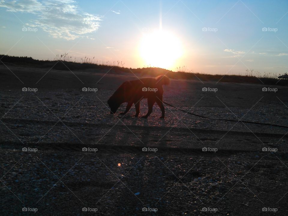 Dog on beach.... Dog exploring the beach at sunset....