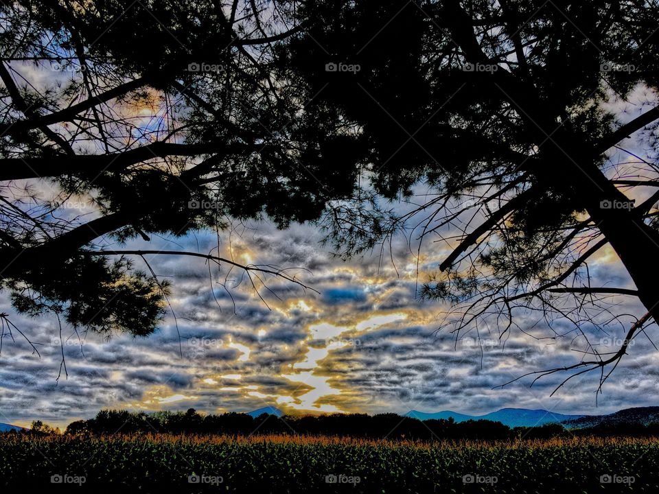 Sunset across the cornfield 