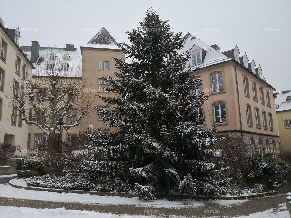 Christmas Decorations, Tree, Luxembourg, Luxembourg