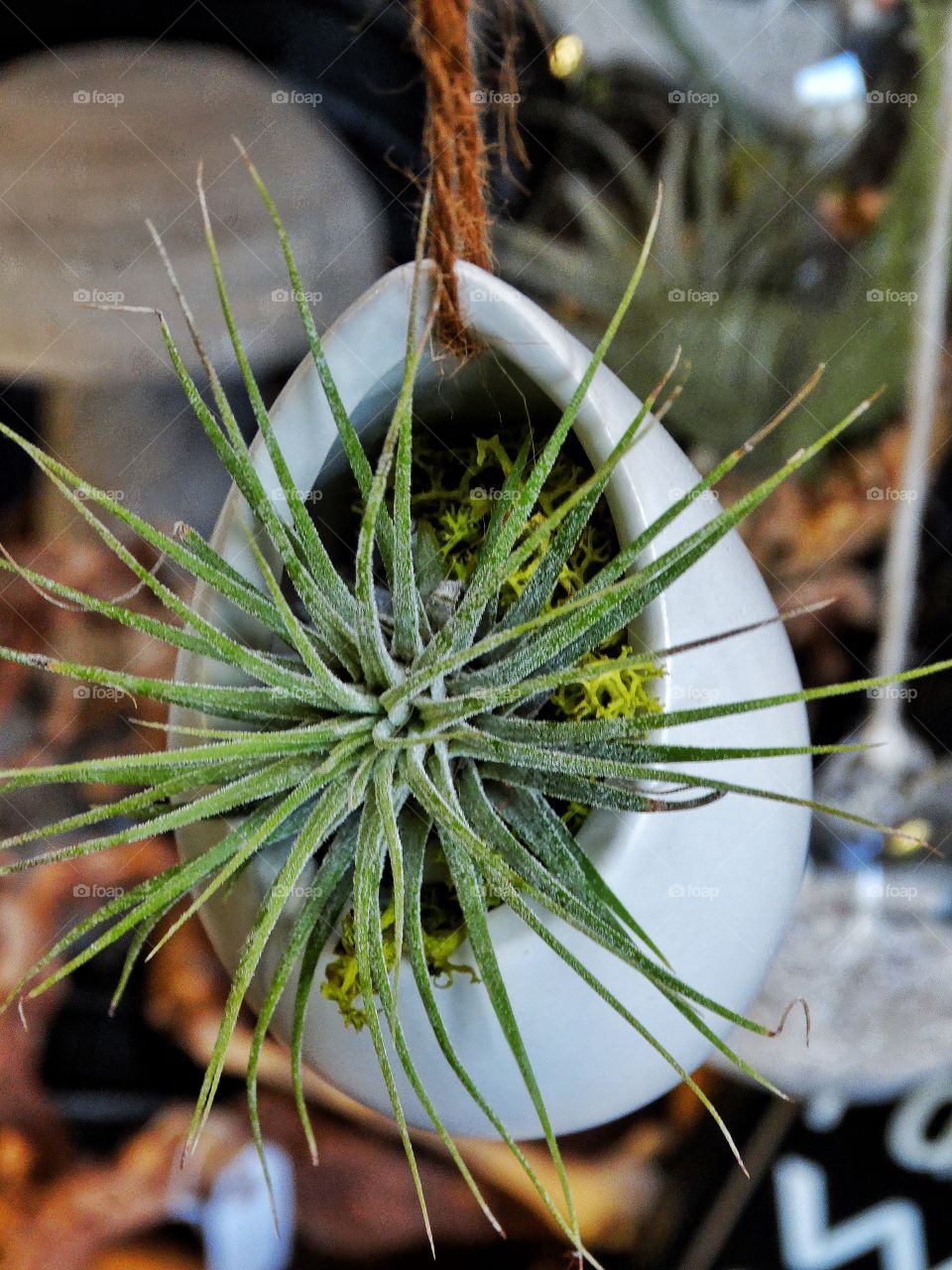 Hanging Succulent
