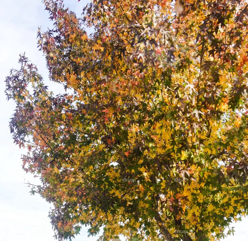Leaves