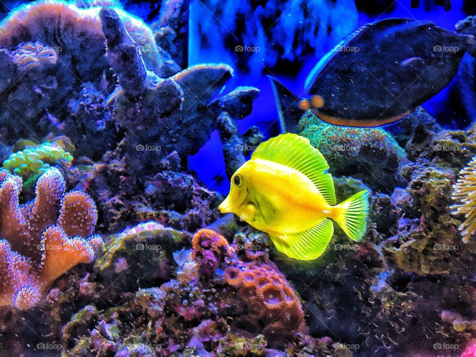 Aquarium yellow fish underwater