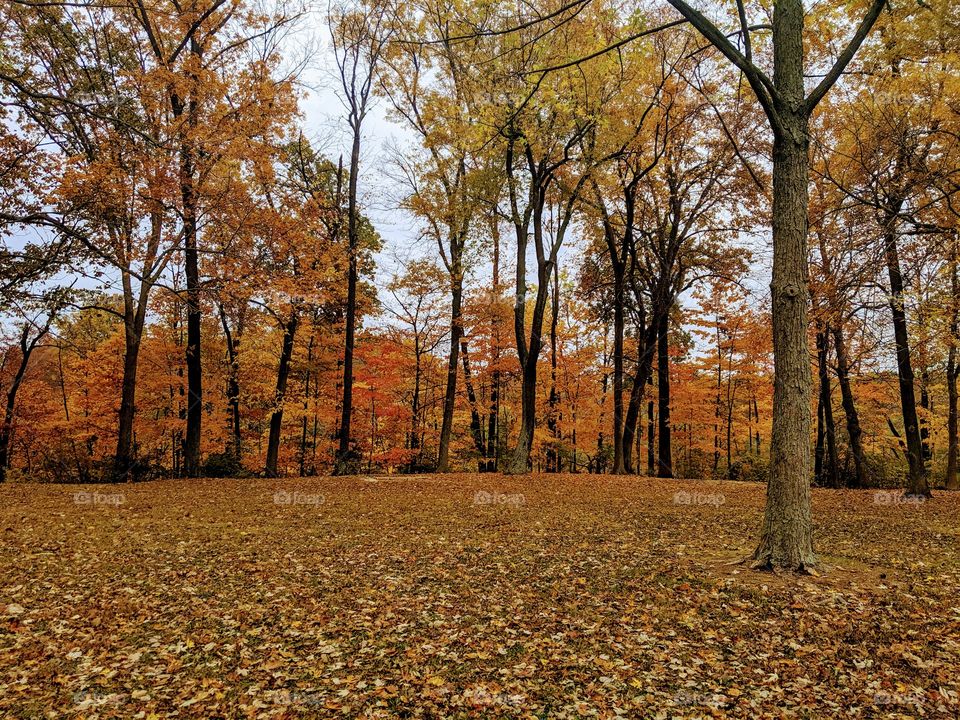 Fall trees and leaves on the ground in a park during autumn