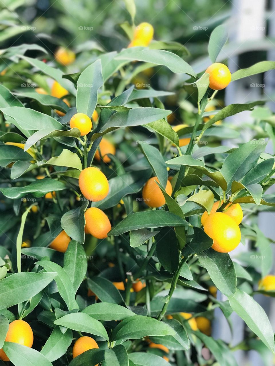 Lemon tree along with lemon fruits 