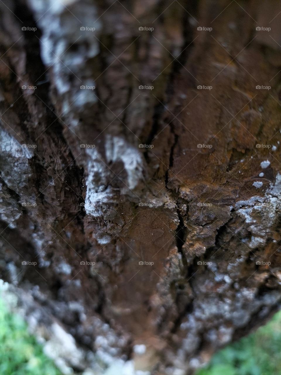 old pine tree trunk texture