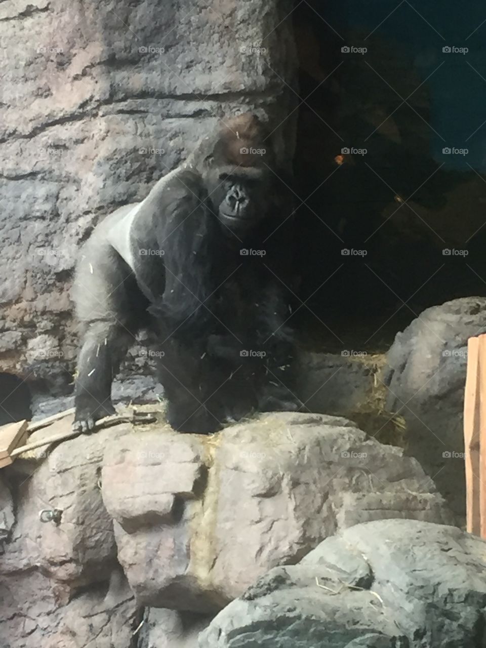 Gorilla