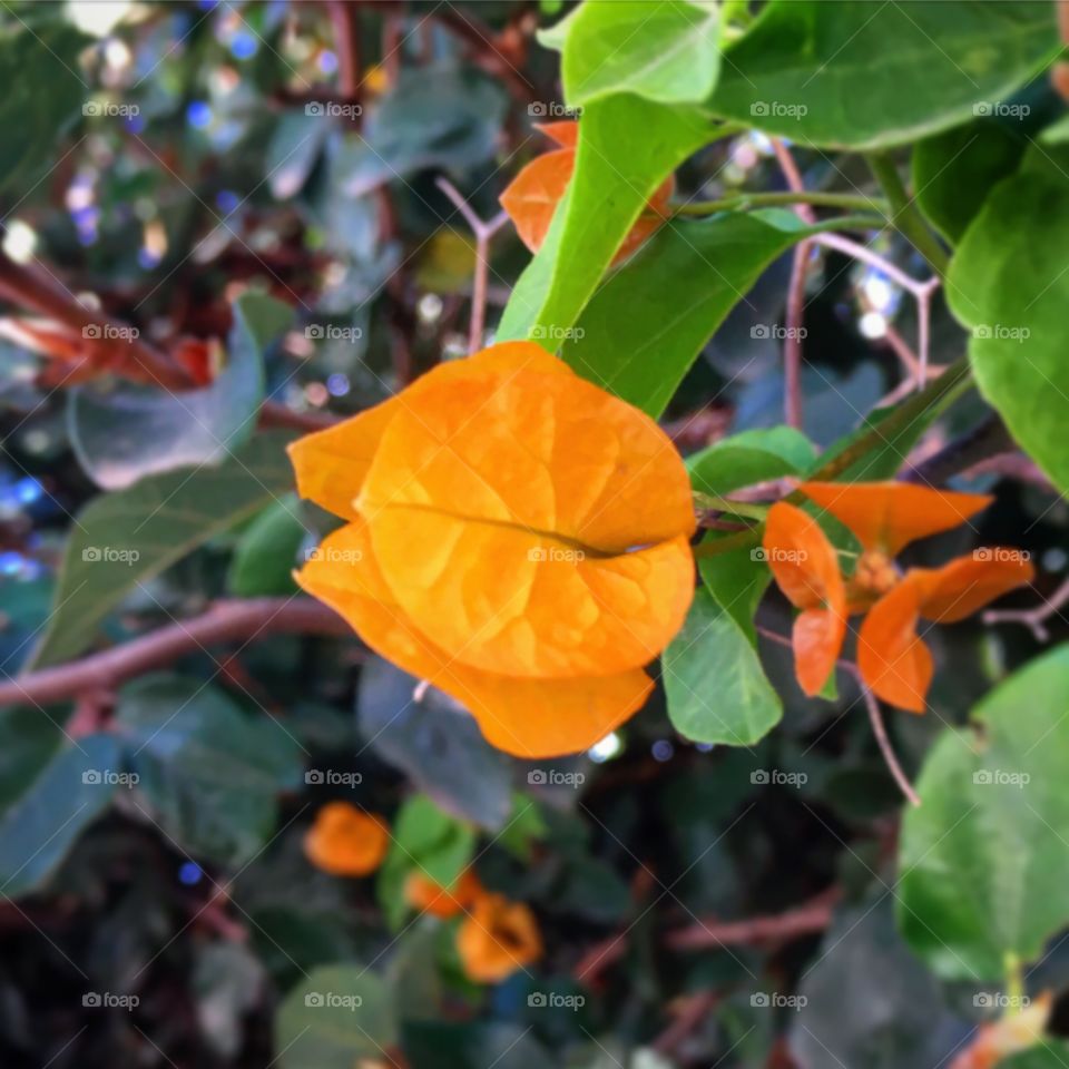 As #Primaveras cor-de-tijolo são belíssimas. As da nossa casa, floriram e embelezaram a rua!
📸
#fotografia #jardim #jardinagem #flores #natureza