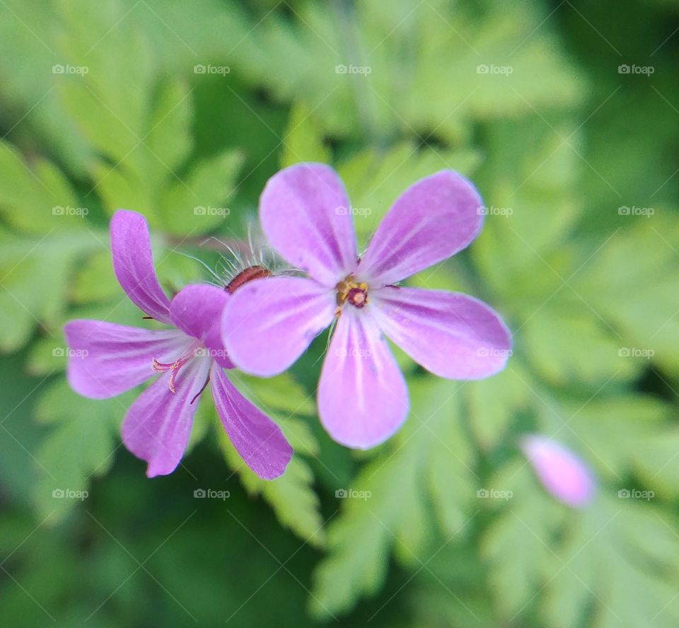 blume lila zart green grün blätter blühen Blüte