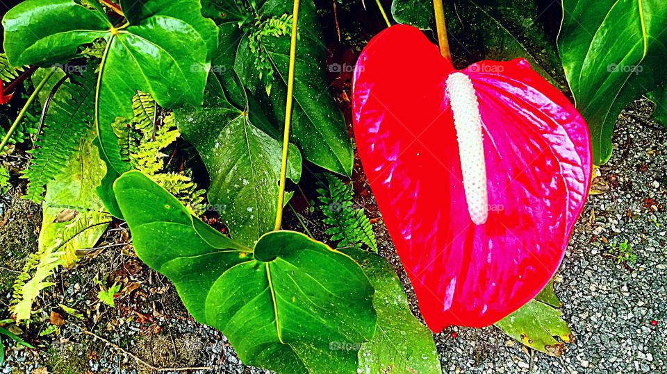 ANTURIUN FOLHAS VERDES