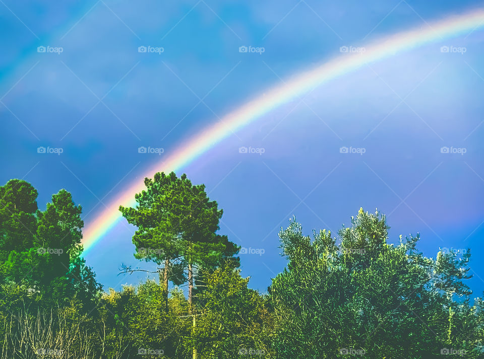 A rainbow in the blue skies over tall green trees, a soft and calming image